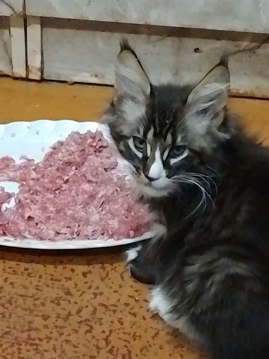 Мейн Кун от чистокровных родителей