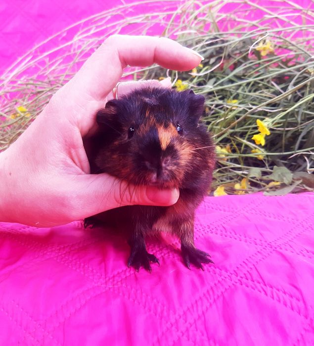 Морская свинка,морська свинка,морские свинки,морські свинки