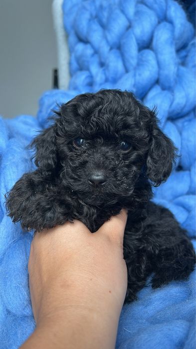 Pudel toy, gotowa do odbioru sunia dziewczynka  black and tan