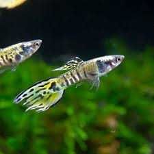 Casal de Guppys endler tiger - OPORTUNIDADE