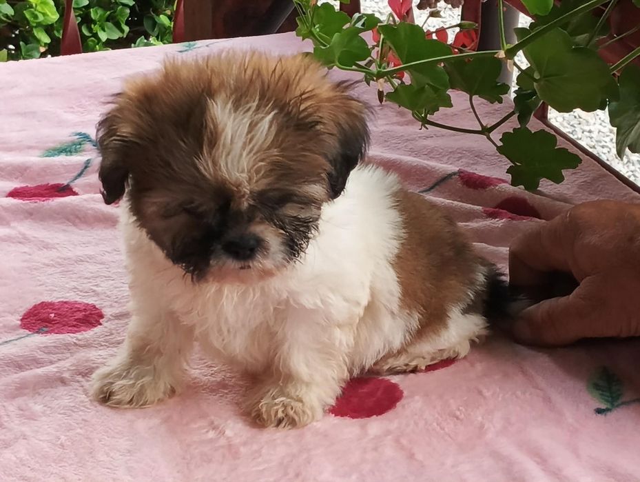 Piękne pieski i suczki shih tzu