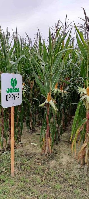 Kukurydza OP PYRA ziarno kiszonka FAO 250/260 (80 tys.)