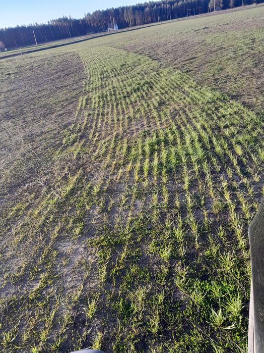 Podsiew traw siewnikiem talerzowym vredo