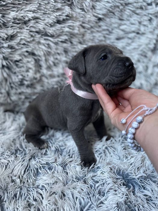 Щенки кане корсо . Цуценята кане корсо .  Кане корсо