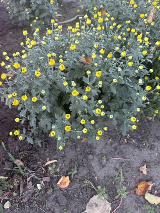 Хризантемы мультифлора