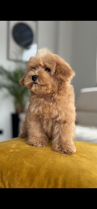 Dziewczynka  plowa pudel toy