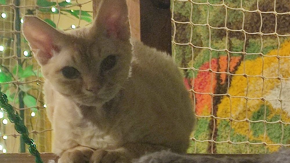 Devon rex Dewonkowe szczescia