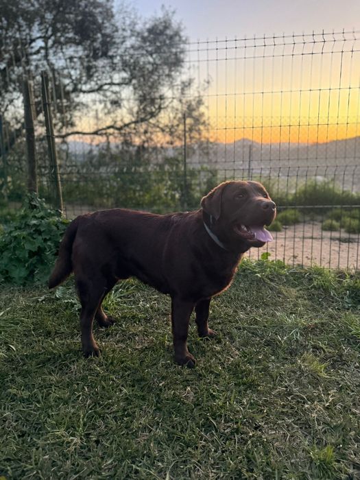 Labrador retriever chocolate para cruza/monta