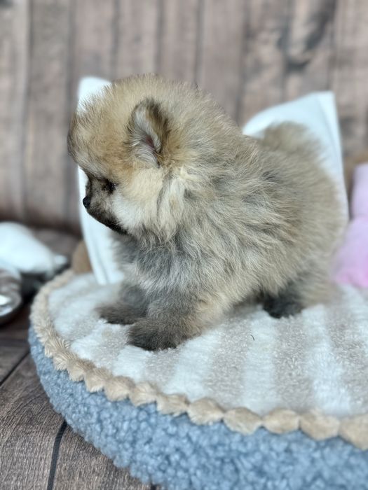 Pomeranian śliczna mini laleczka miś bo