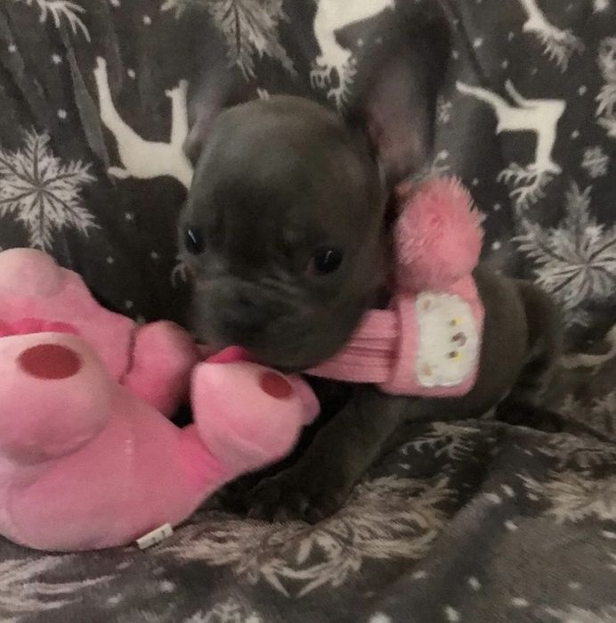 Buldog francuski niebieski prześliczna  suczka