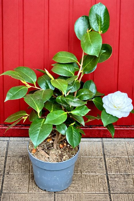 Камеліі в асортименті. Доставка по Україні.