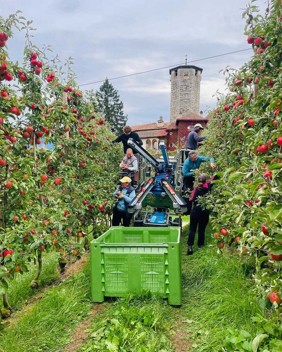 PLANTAFORMA Para recolha de Fruta