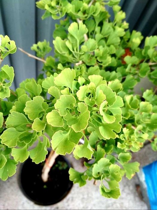 Miłorząb "Baldi" szczepiony na pniu, rzadka odmiana.