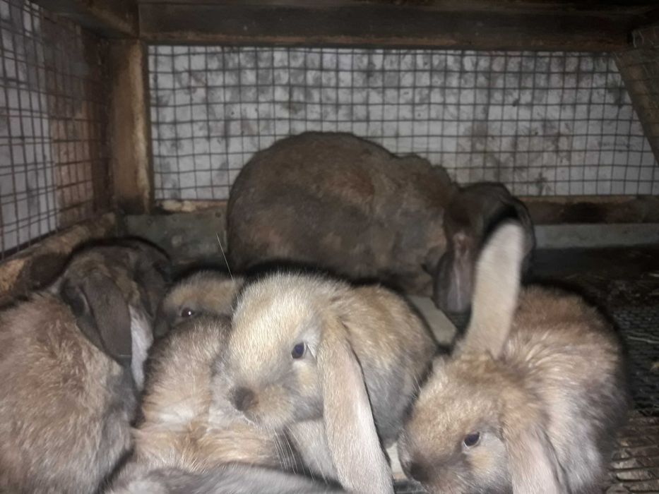 Продам кролів та м'ясо кролів