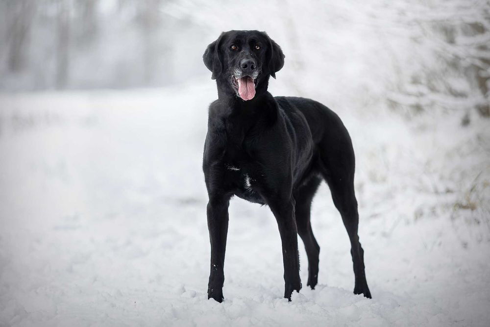 Ira do adopcji! Duża suczka szuka domu!