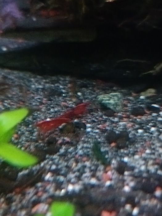 Neocaridinas vemelhos