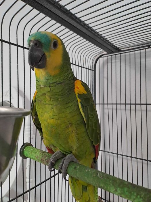 Zaginela papuga amazonka  - Moli