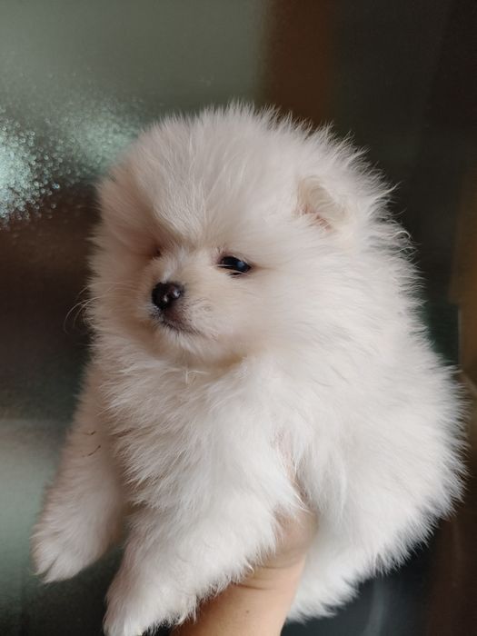 Lulu da Pomerânia menino