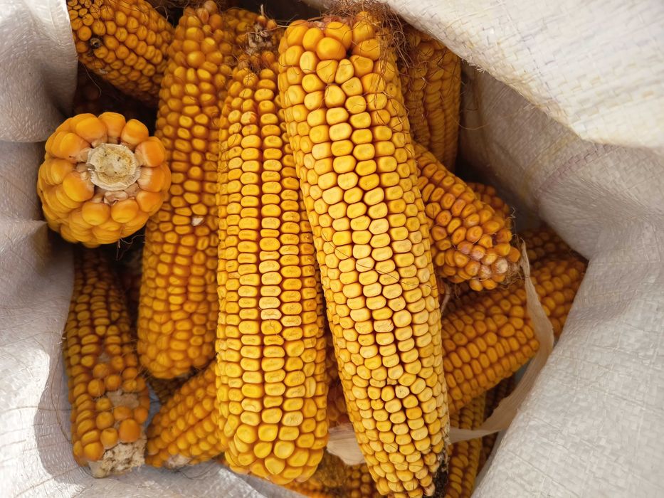 Продам кукурудзу в качанах