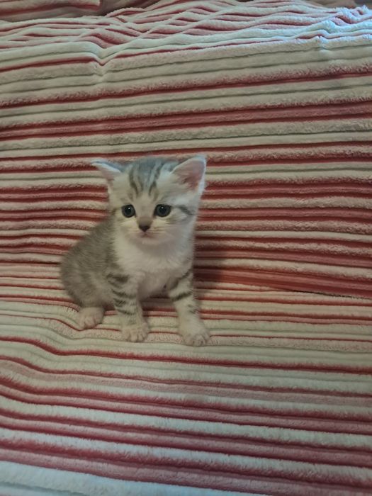 Продам кошенят скотіш страйт