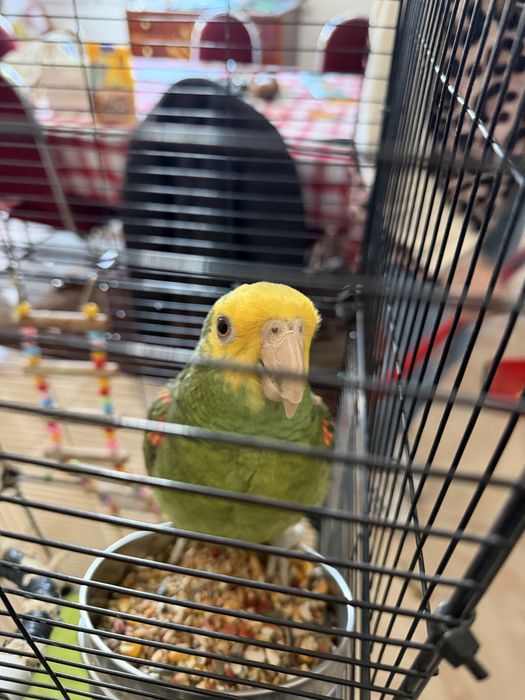 Vendo papagaio + gaiola