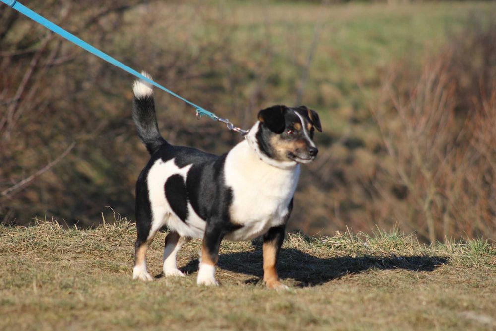 APART pies młody adopcja schronisko lękliwy