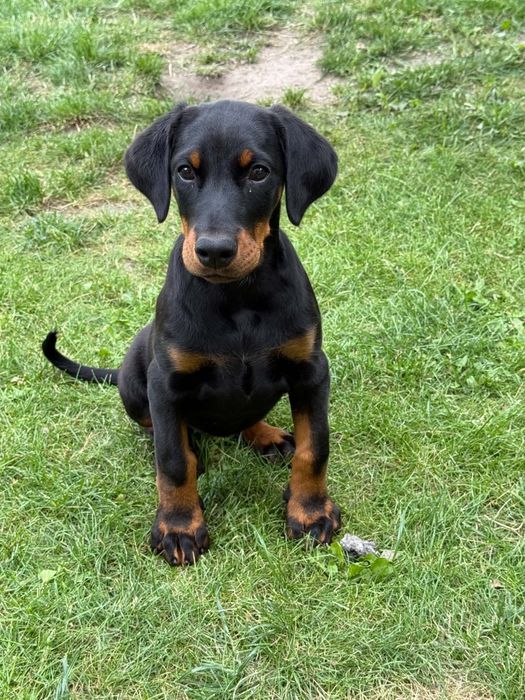 Doberman pies z rodowodem – szczeniak czarny podpalany