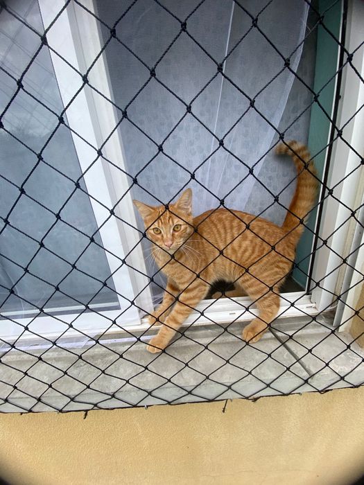 Redes de Proteções