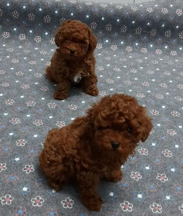 Красавчікі той пудель  хлопчики