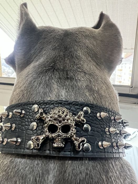 Нашийник новий з шипами та черепом