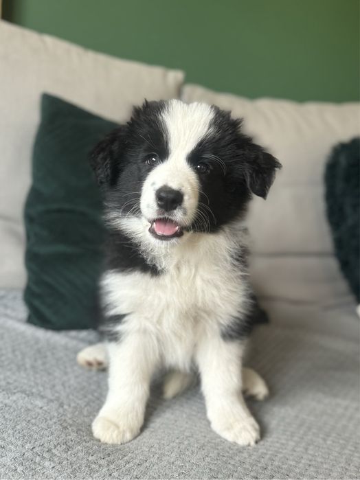 Border collie szczeniak suczka zkwp Szczecin fci