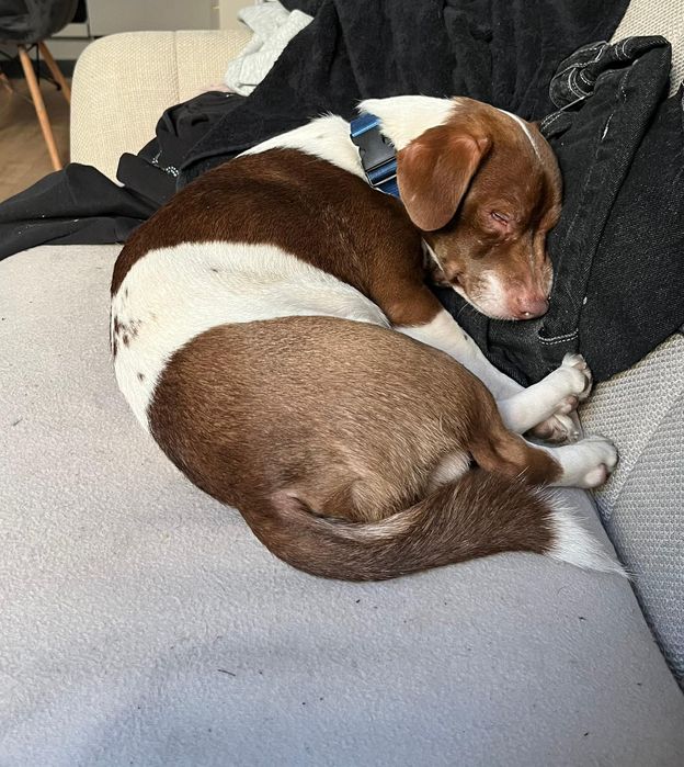 Samiec do adopcji za darmo