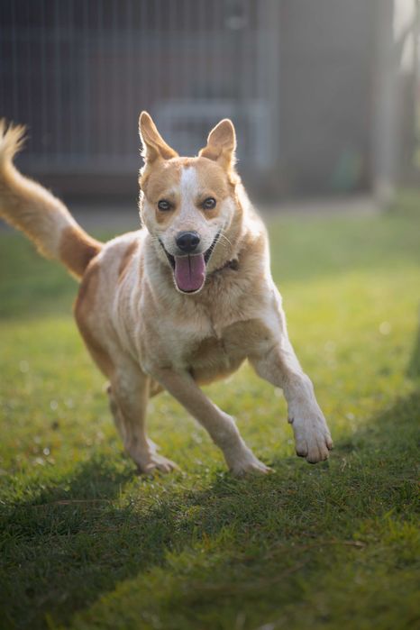 Bingo do adopcji! Pies szuka domu!