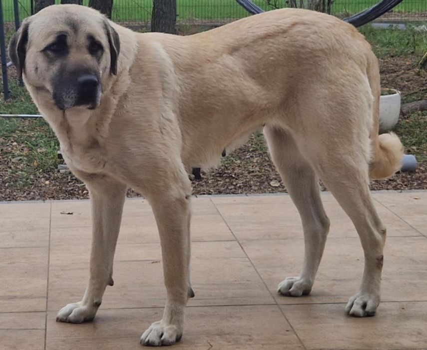 Kangal szczeniak suczka