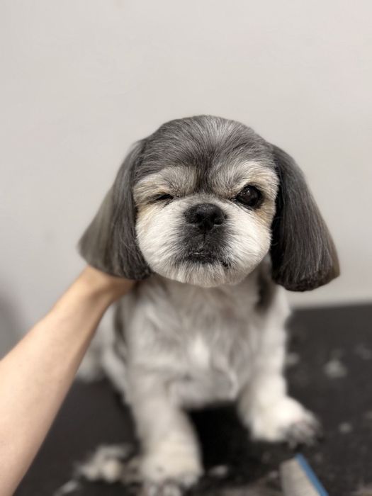 Зникла собака шитцу винагорода