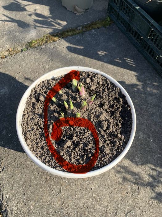 Рослини  вуличні