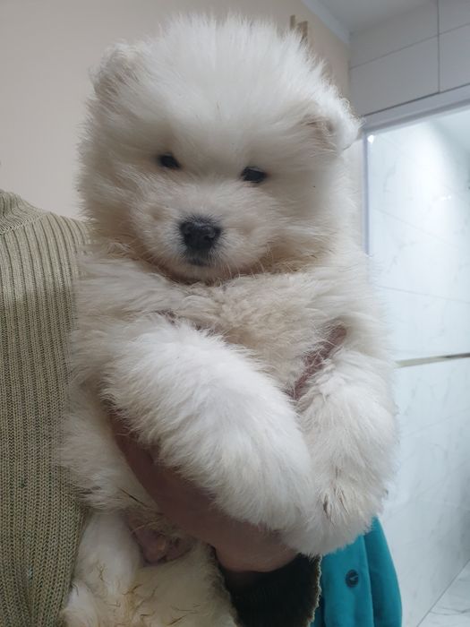 Samoyed / Samojed piesek