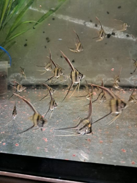 Skalary Altumy Orinoco