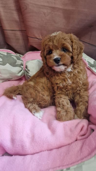 Sunia cavapoo f1