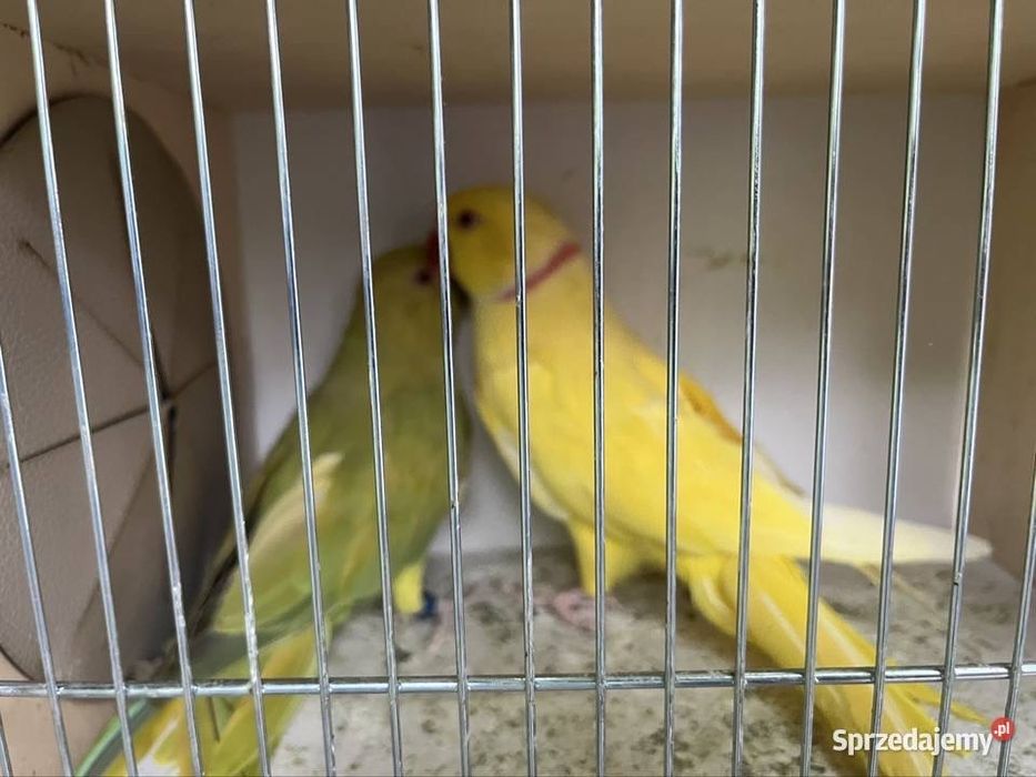 Aleksandretty obrozna para z