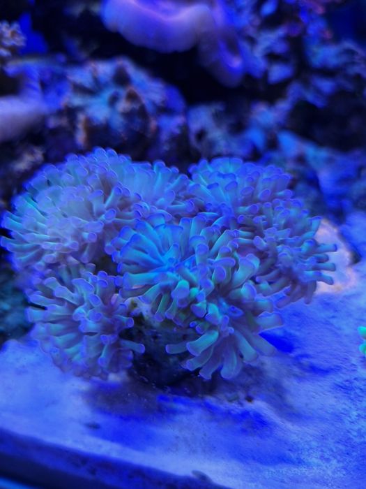 Vendo corais lps e soft