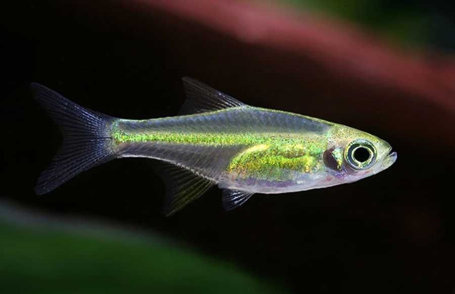 GB Razbora Kubotai, Microrasbora kubotai - dowóz ryb!