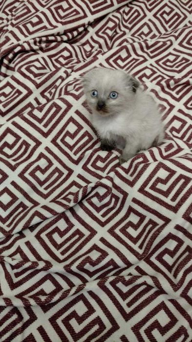 Невский маскарадный котёнок