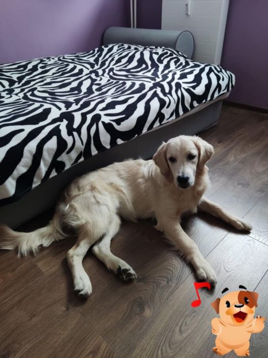 Oddam suczkę Golden Retrievera.