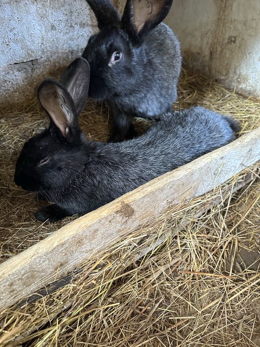 Продам кролі самці