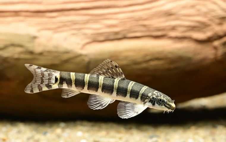 Bocja Serpent (Serpenticobitis octozona) - SKALMAR Sklep Akwarysty