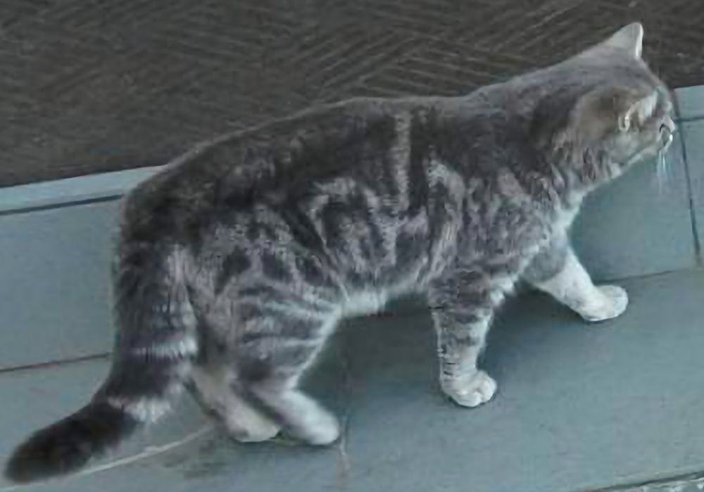 Маємо британське кошеня 6місяців 9травня народилася