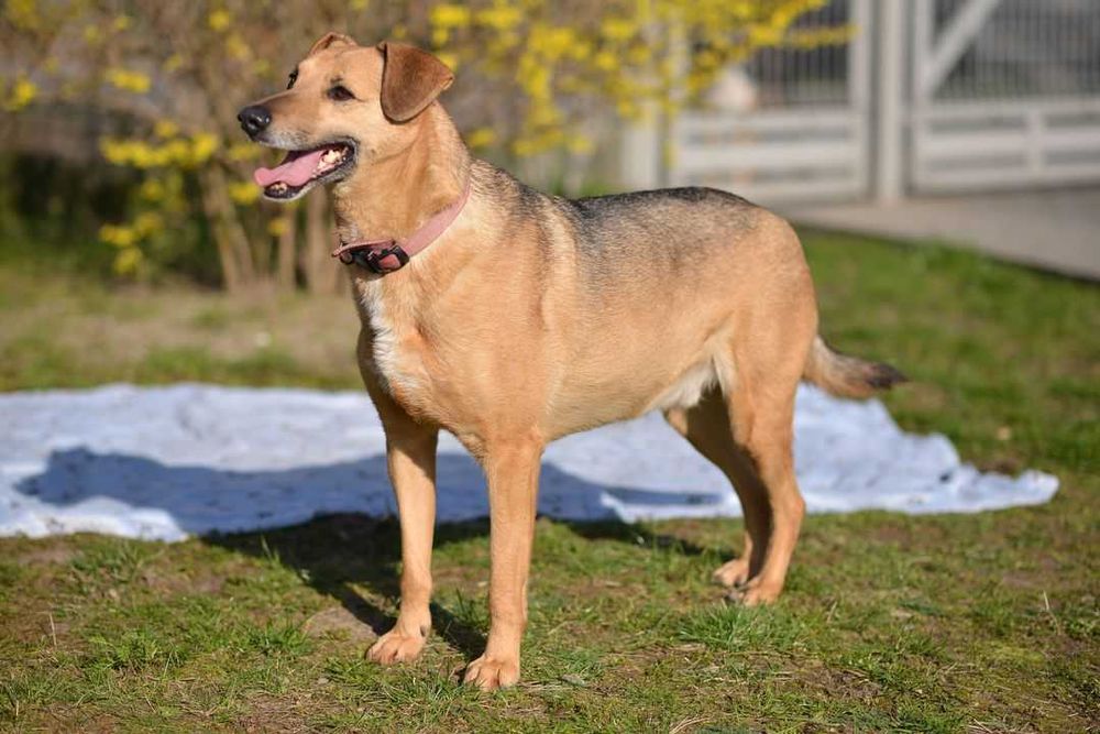 Pazurek nadal czeka na dom!