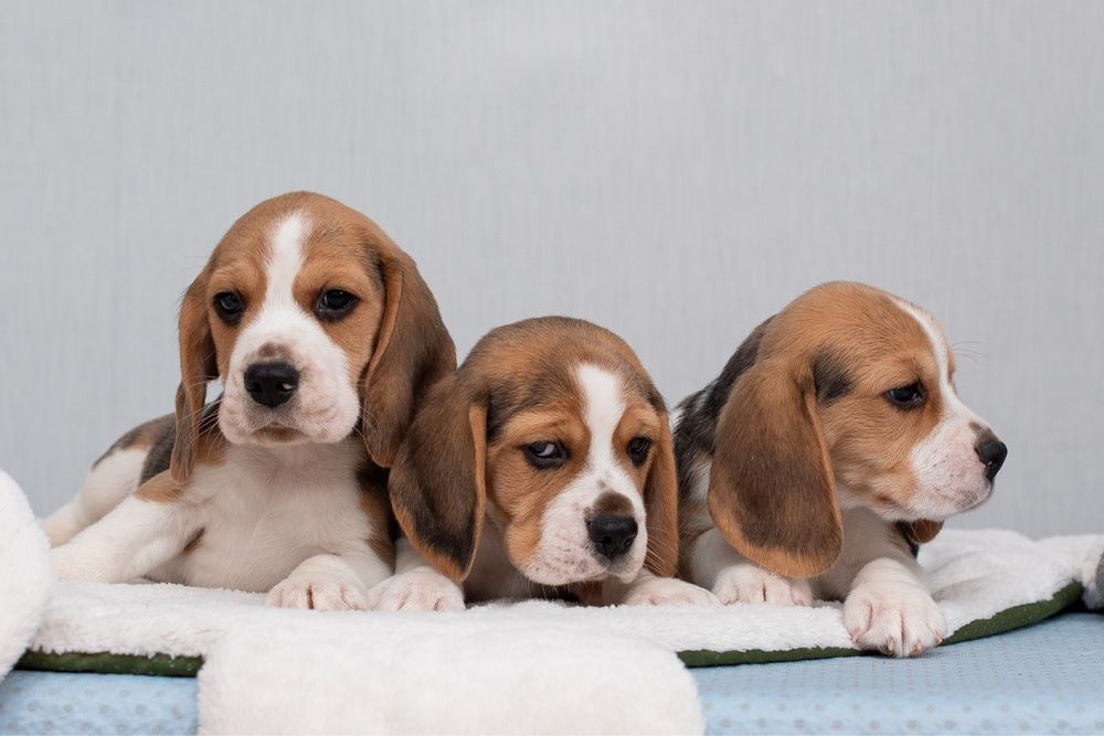 Цуценята бігля : хлопчик та дівчатка, родовід КСУ