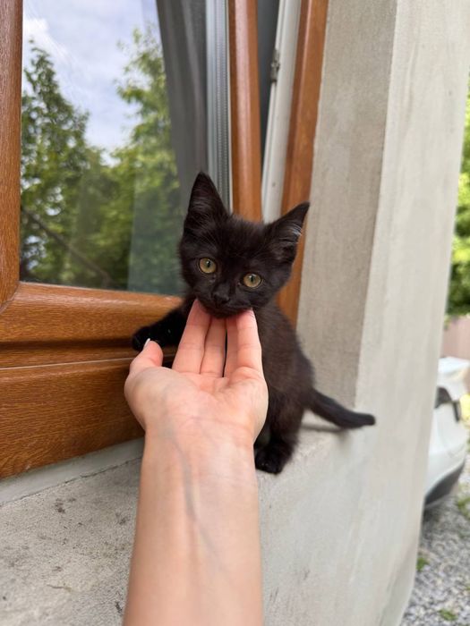 Кошенята у добрі руки